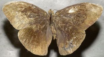 Media type: image;   Entomology 21991 Aspect: habitus dorsal view